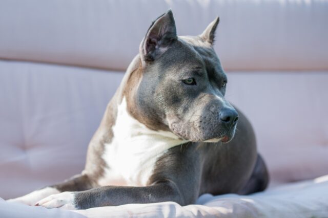 american staffordshire terrier itchy skin allergy