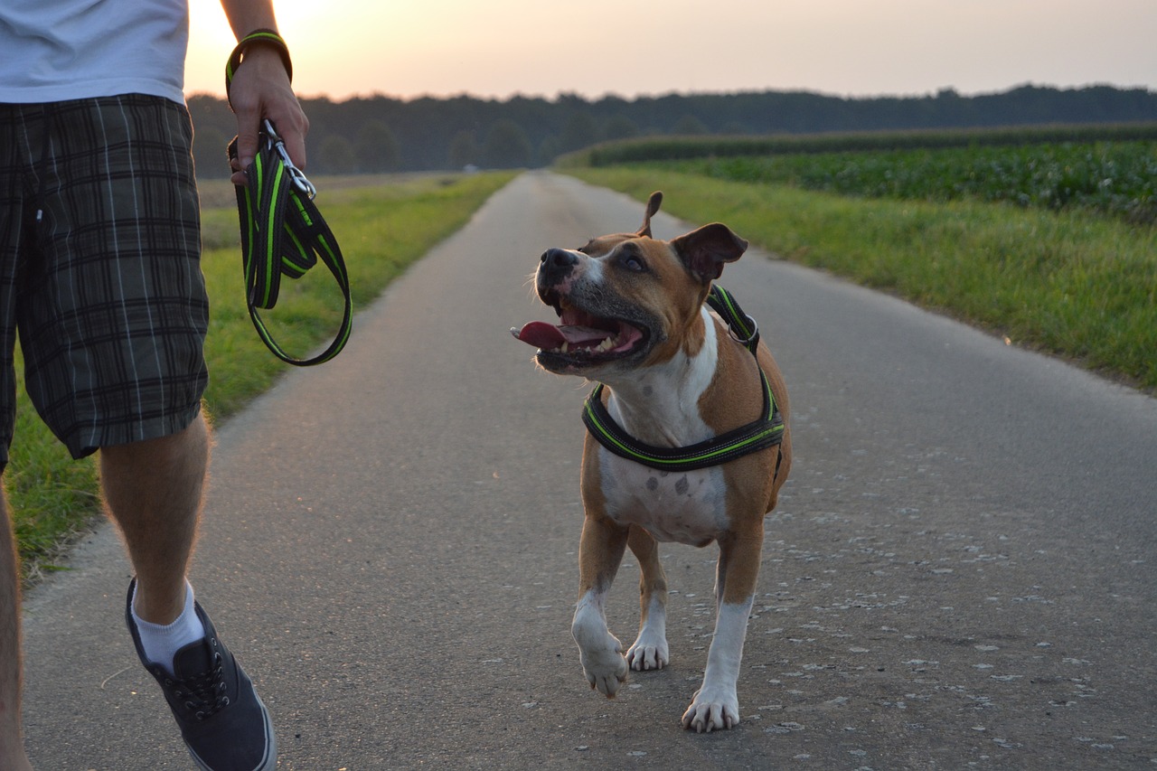 best dog food topper for your American Staffordshire Terrier