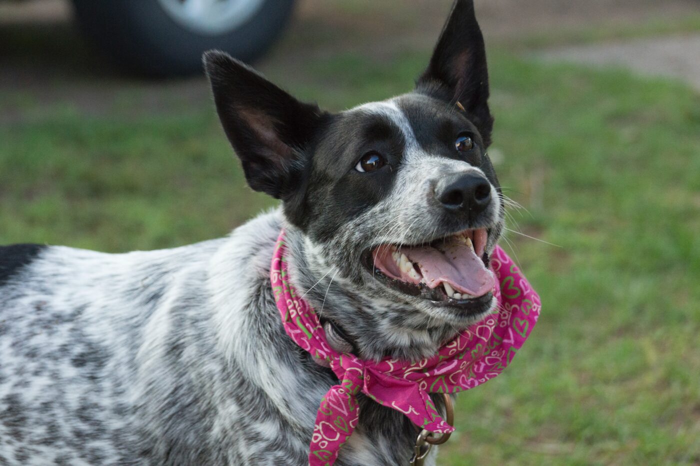 Australian Cattle Dog eating best dog food topper