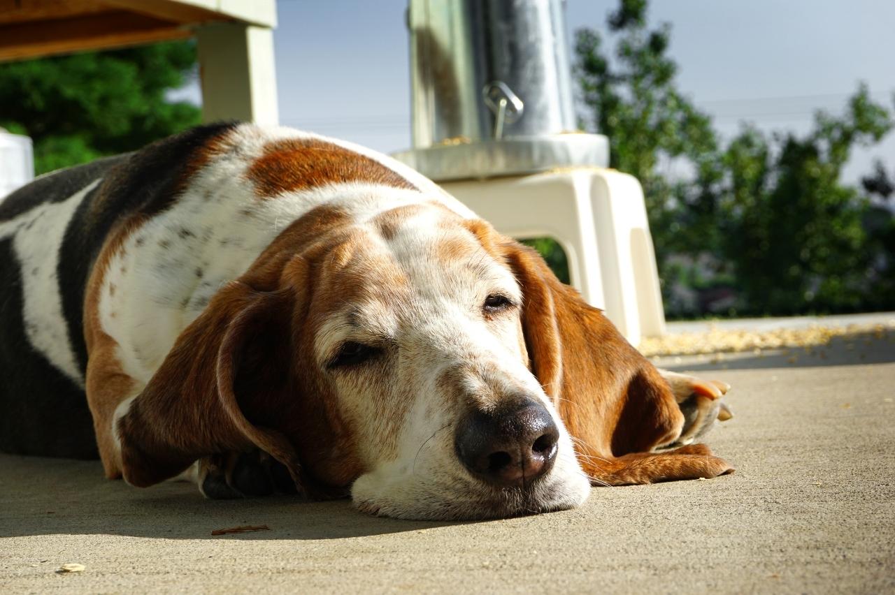 basset hound itchy skin allergy