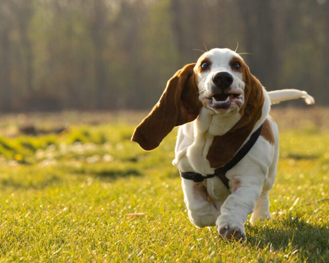 the best dog food topper for Basset Hounds