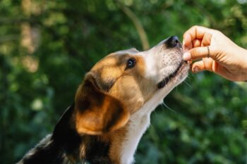 PetWireDaily — Best Pill Pockets for Beagles