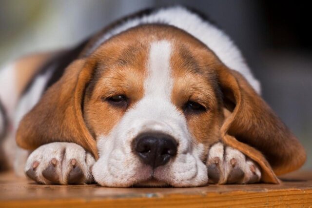 beagle itchy skin allergy