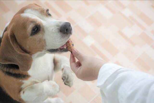 best pill pocket for beagles