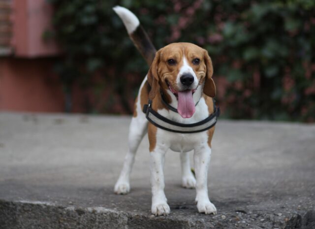 the best dog food topper for Beagles