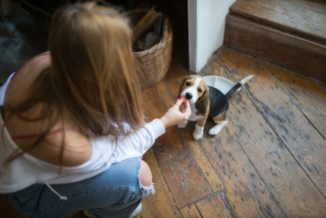 Beagle eating best dog food topper