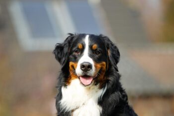 PetWireDaily — Best Pill Pockets for Bernese Mountain Dogs