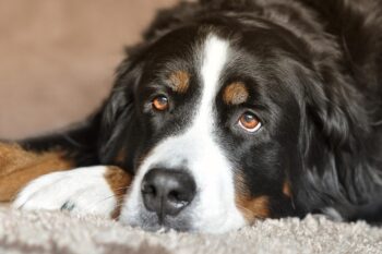 bernese mountain itchy skin allergy