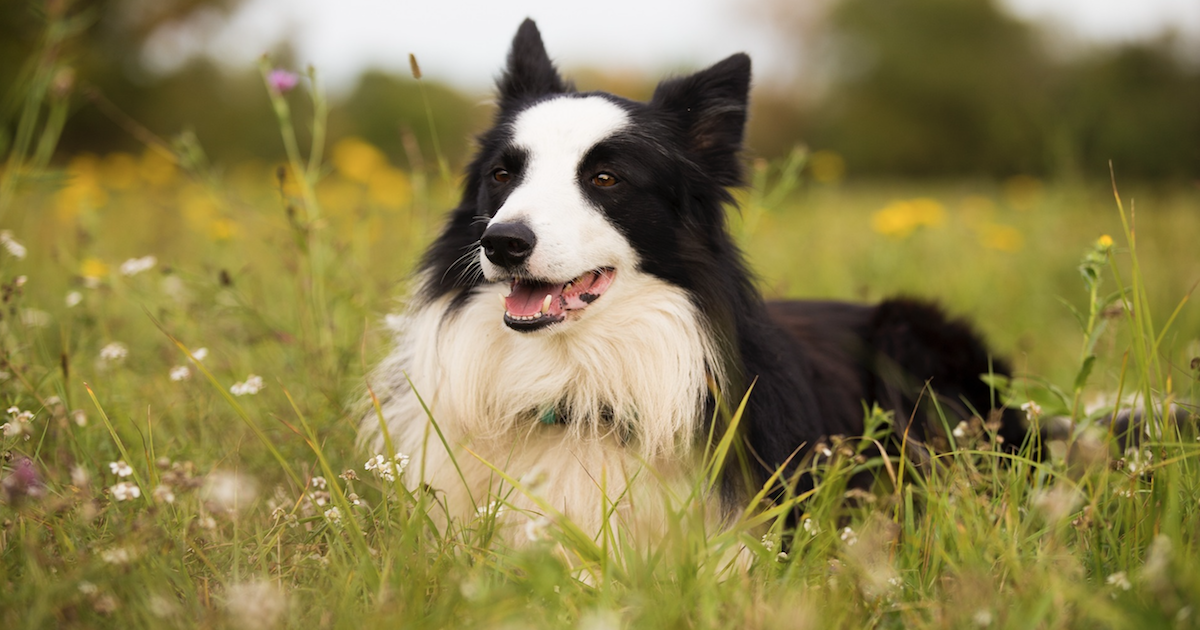 Best Krill Oil Supplements for Dogs
