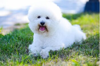PetWireDaily — Best Pill Pockets for Bichon Frises