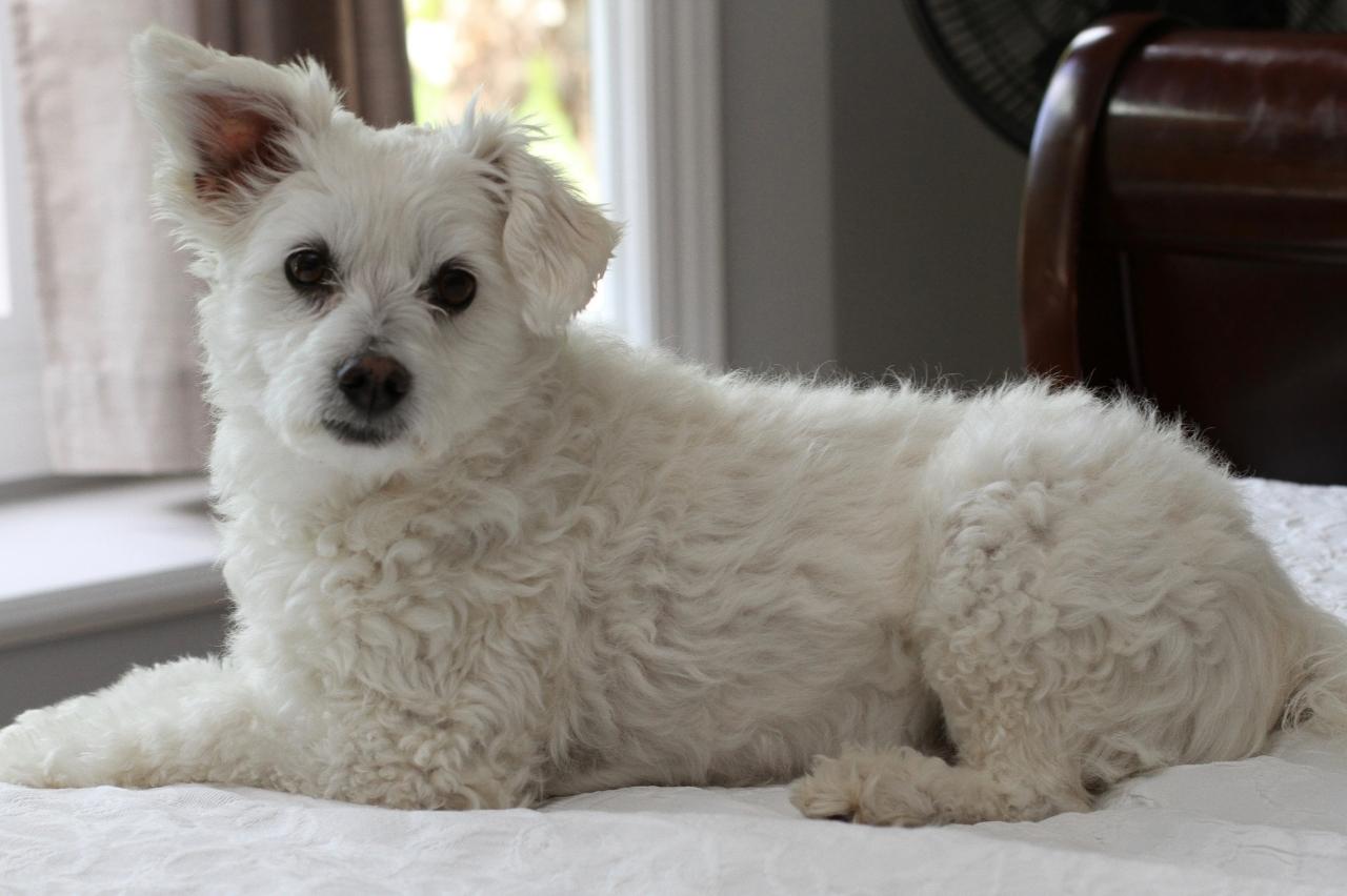 4 Reasons a Bichon Frise is Licking or Biting Its Paws