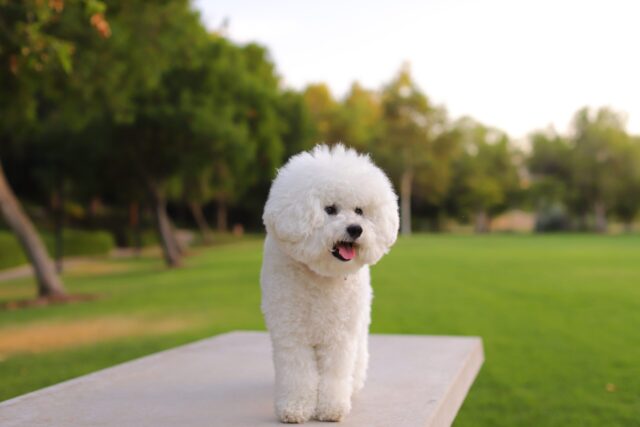 the best dog food topper for Bichon Frises
