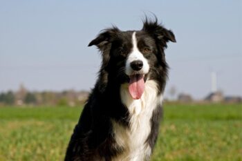PetWireDaily — Best Pill Pockets for Border Collies
