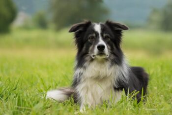border collie itchy skin allergy