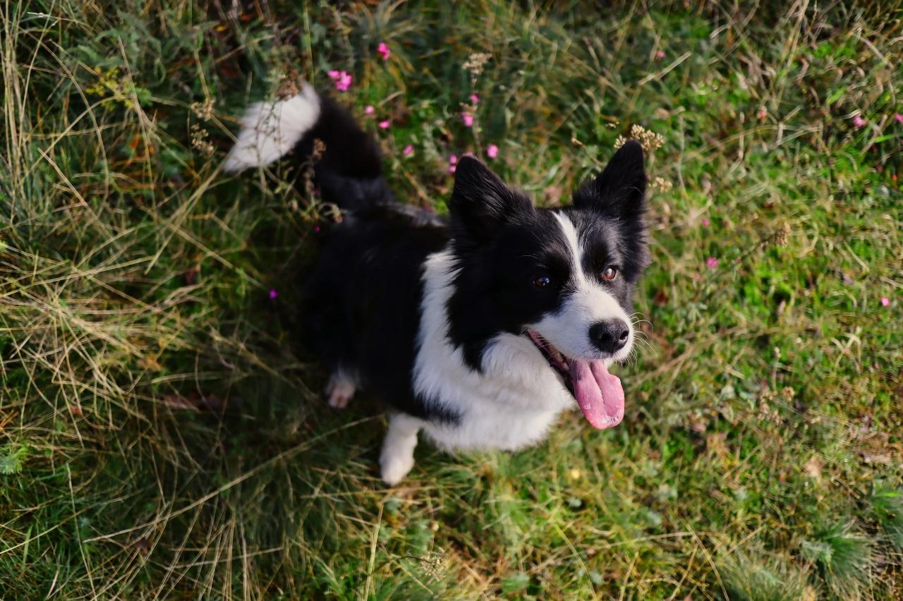 best pill pocket for border collies