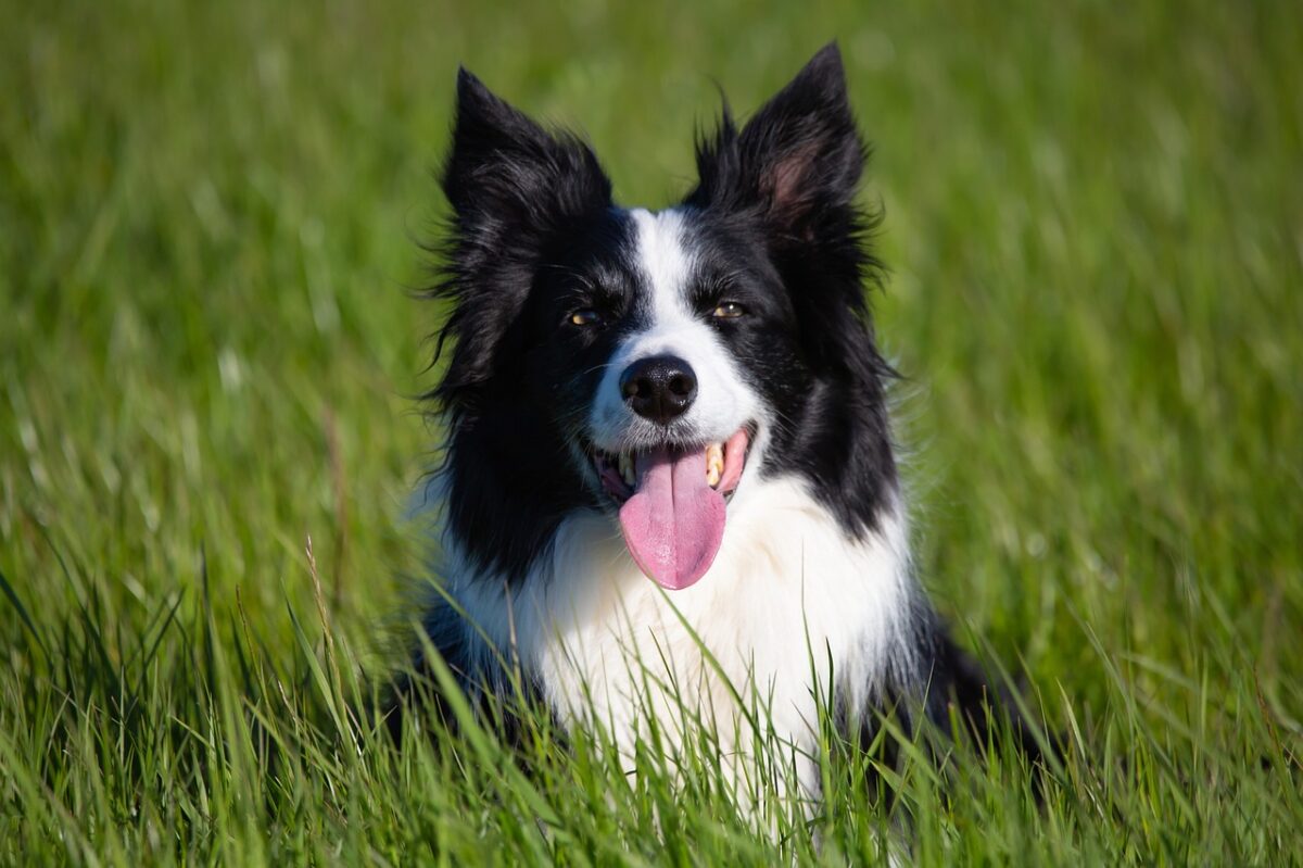 what is the best food for a border collie puppy