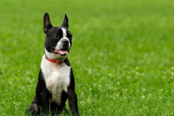 PetWireDaily — Best Pill Pockets for Boston Terriers