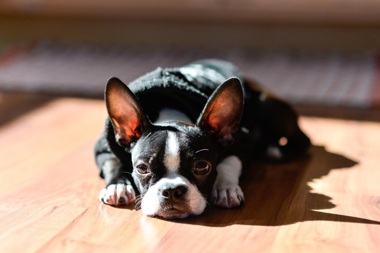 4 Reasons a Boston Terrier is Licking or Biting Its Paws