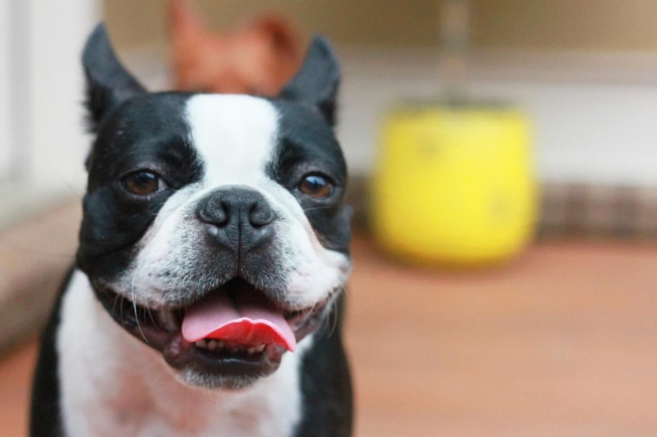 best pill pocket for boston terriers