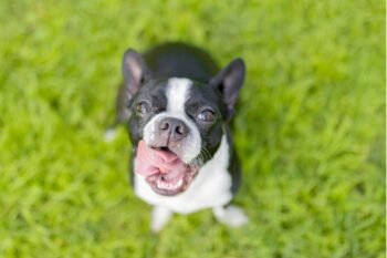 best pill pocket for boston terriers
