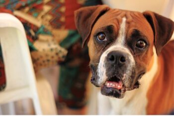 PetWireDaily — Best Pill Pockets for Boxers