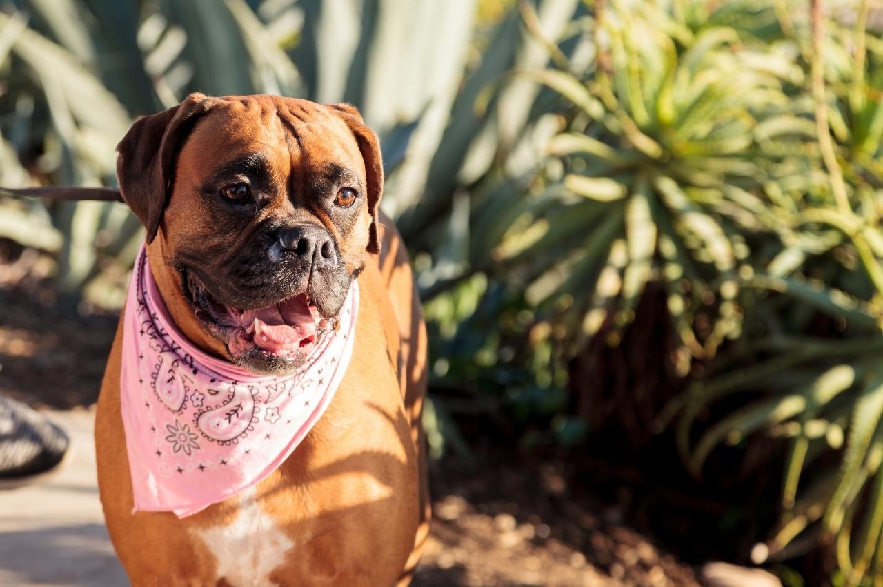 best pill pocket for boxers