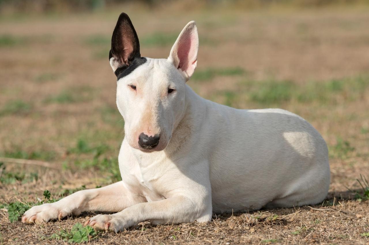 bull terrier itchy skin allergy