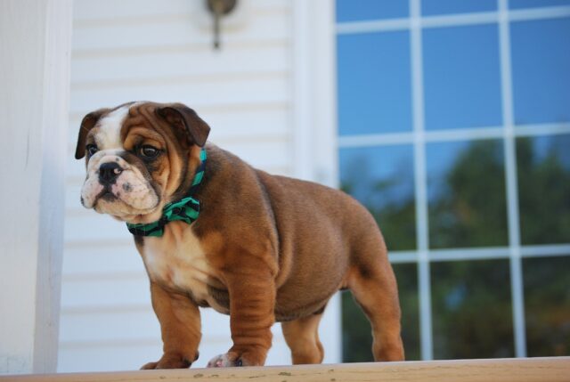 the best dog food topper for Bulldogs