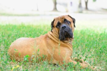 bullmastiff itchy skin allergy