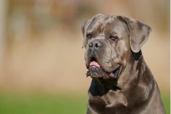 PetWireDaily — Best Pill Pockets for Cane Corsos