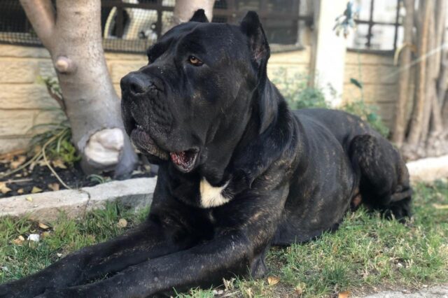 cane corso itchy skin allergy