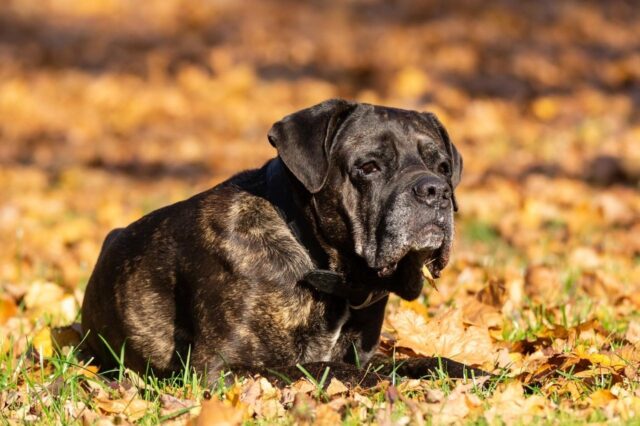 cane corso itchy skin allergy