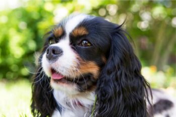 best pill pocket for cavaliers