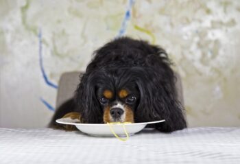 best canine  nutrient  topper for Cavaliers