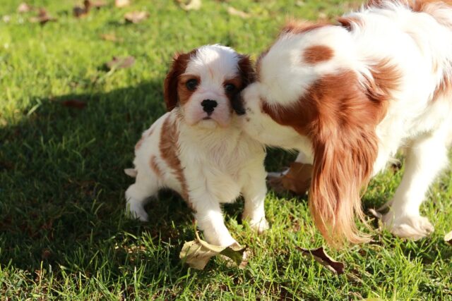 best canine  nutrient  topper for your Cavalier 