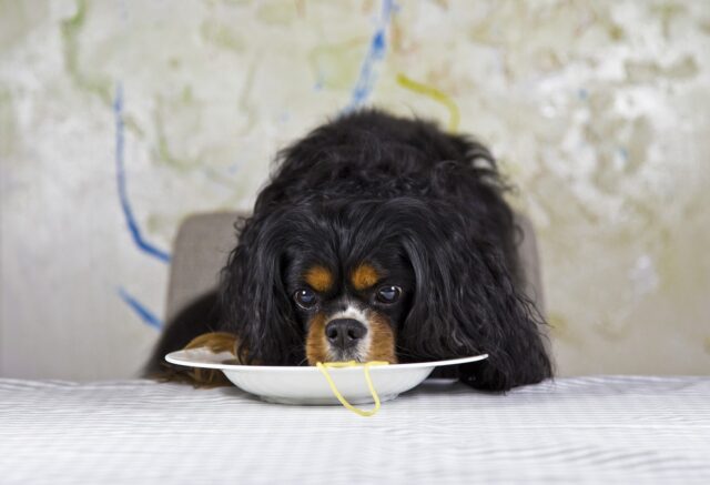 Cavalier eating best dog food topper