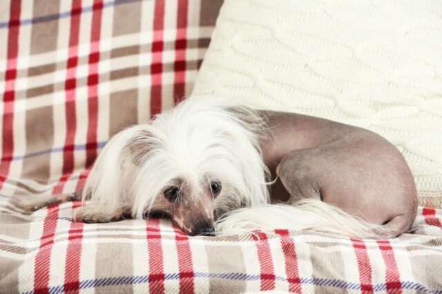 chinese crested itchy skin allergy