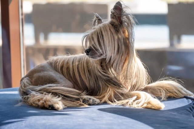 chinese crested itchy skin allergy
