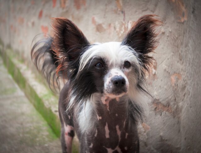 Chinese Crested eating best dog food topper