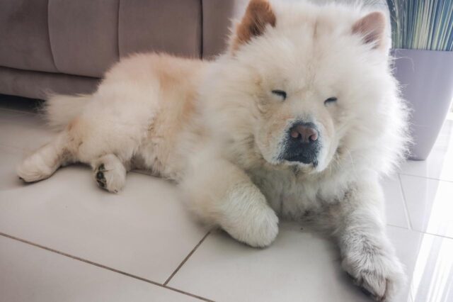 chow chow itchy skin allergy