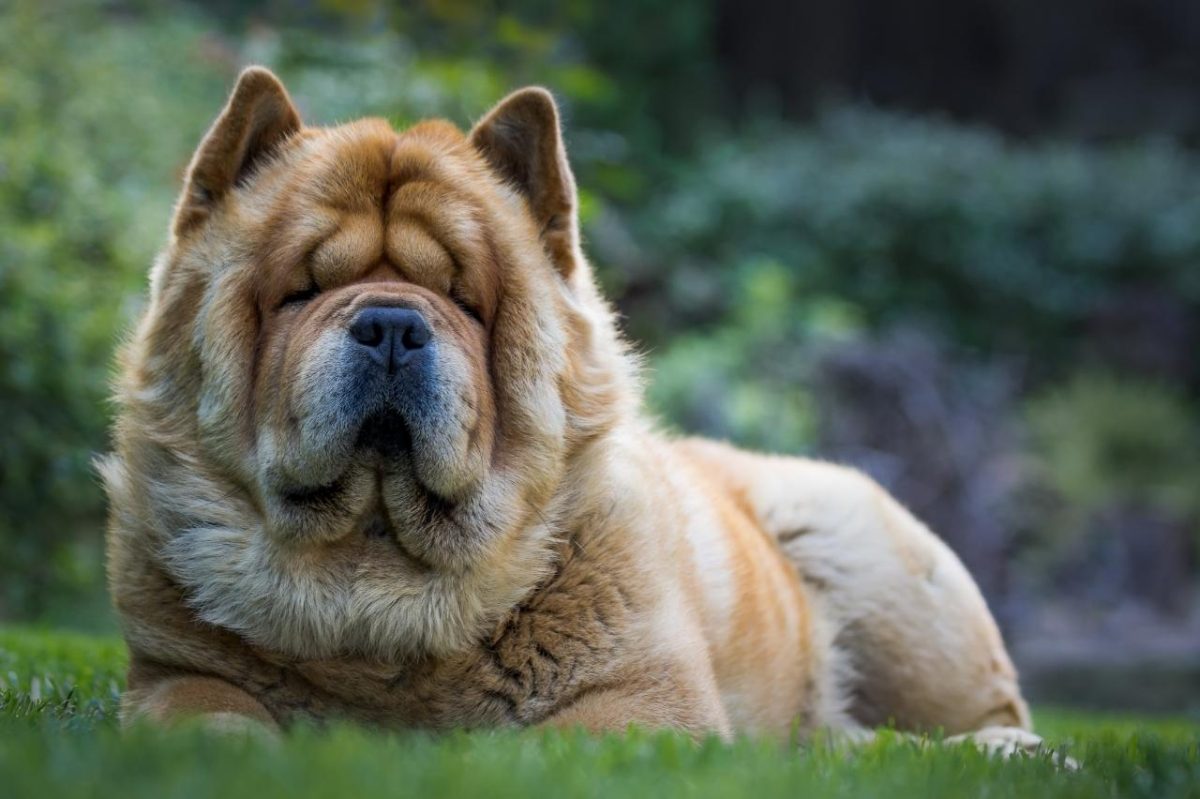 Chow Chow with dignified expression and reserved presence