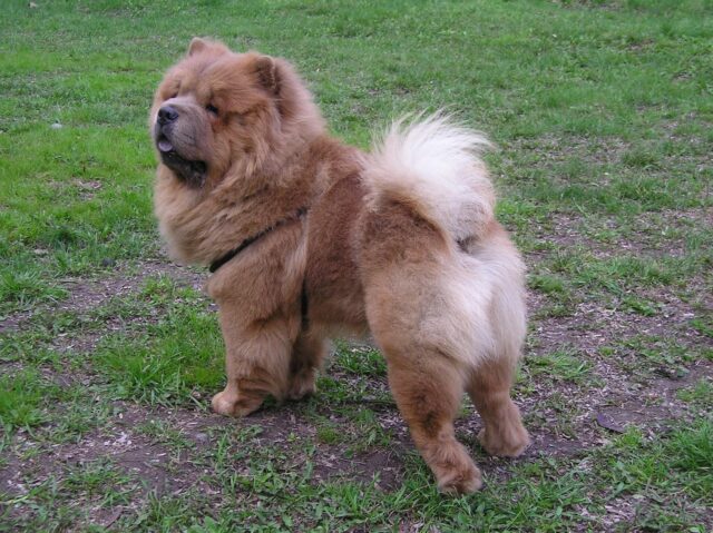 best dog food topper for your Chow Chow