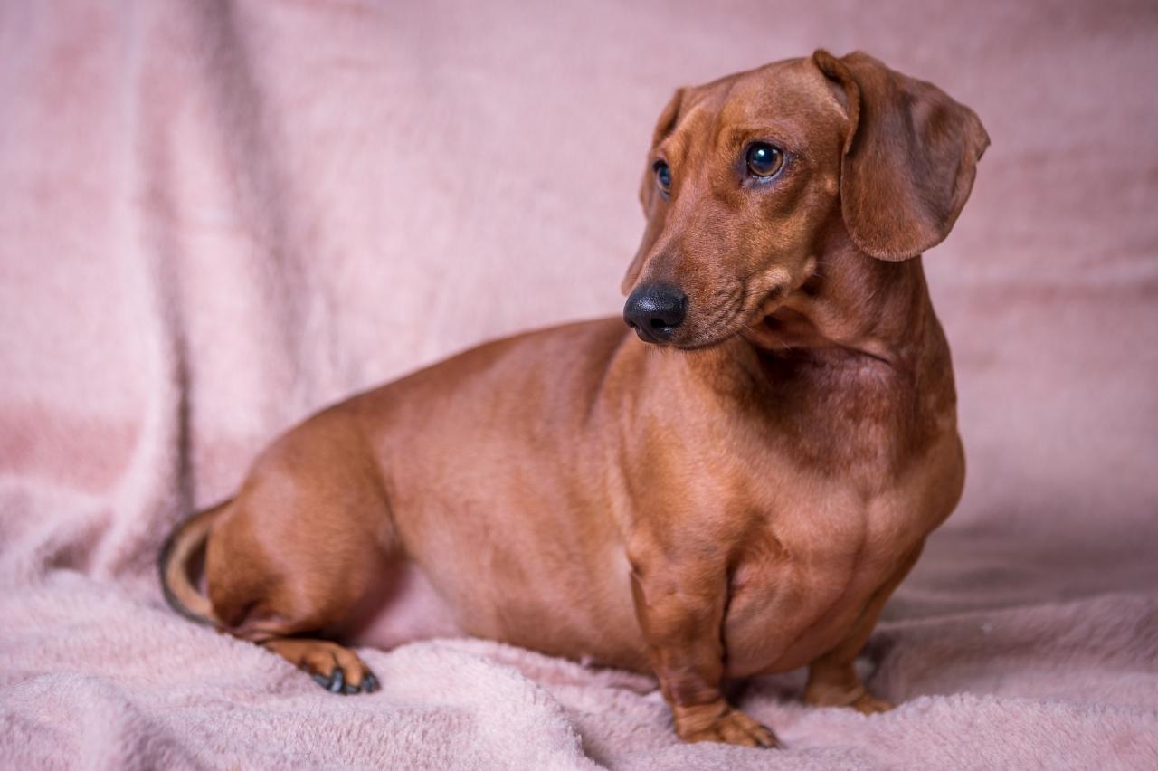 4 Reasons A Dachshund Is Licking Or Biting Its Paws