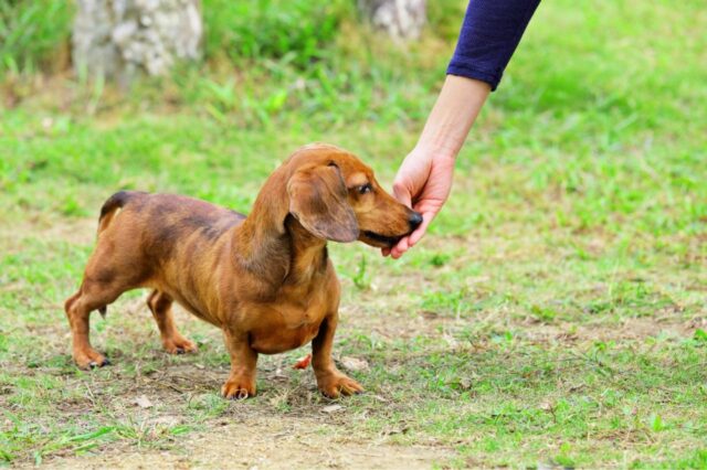 best pill pocket for dachshunds