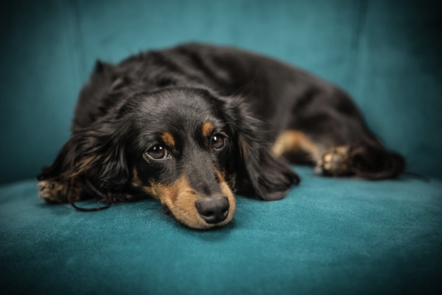 Dachshund resting on couch