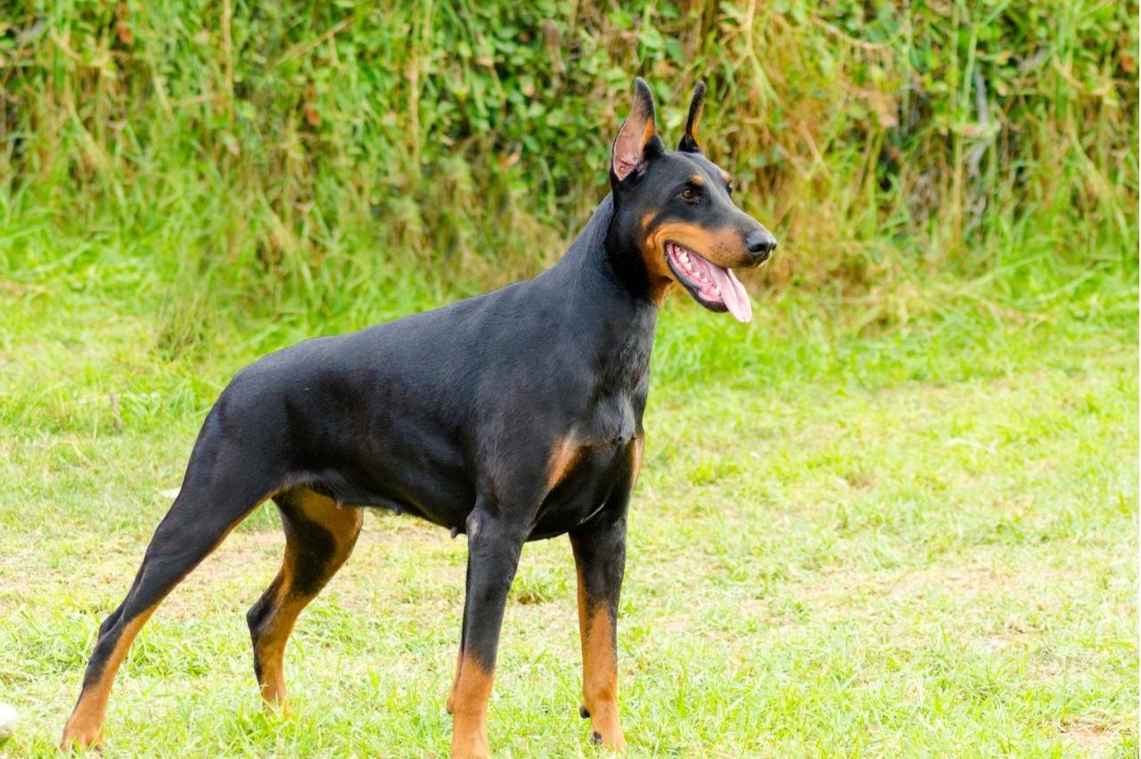 best pill pocket for dobermans