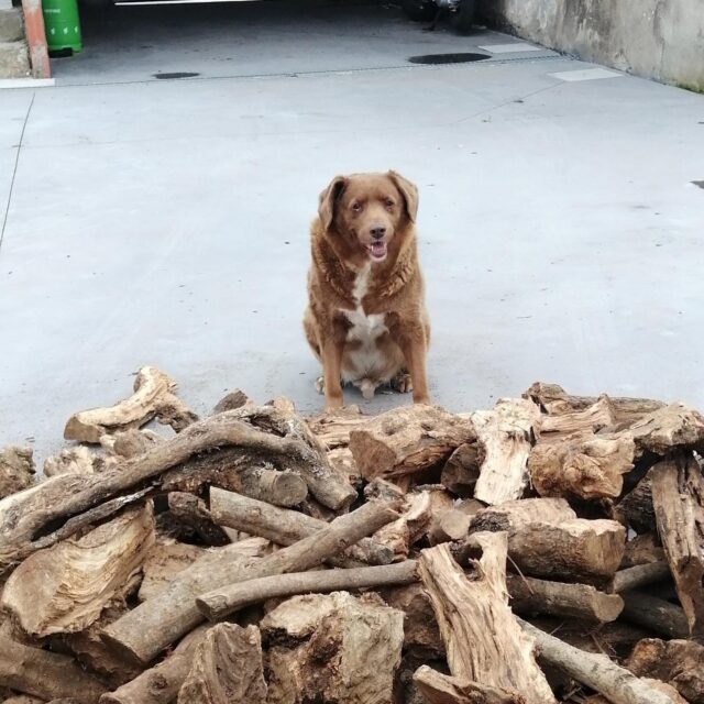 Dog by wood pile