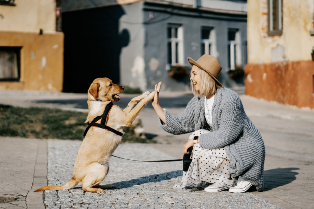 Dog giving woman high five
