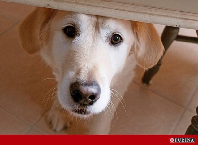 Perro escondido debajo de la mesa