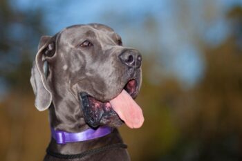 best pill pocket for great danes